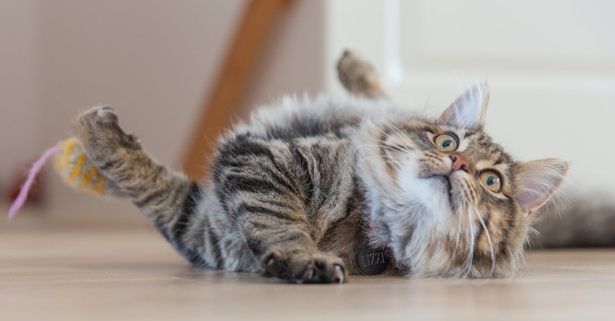 Vaincre les taches d’animaux: de l’urine aux boules de poils