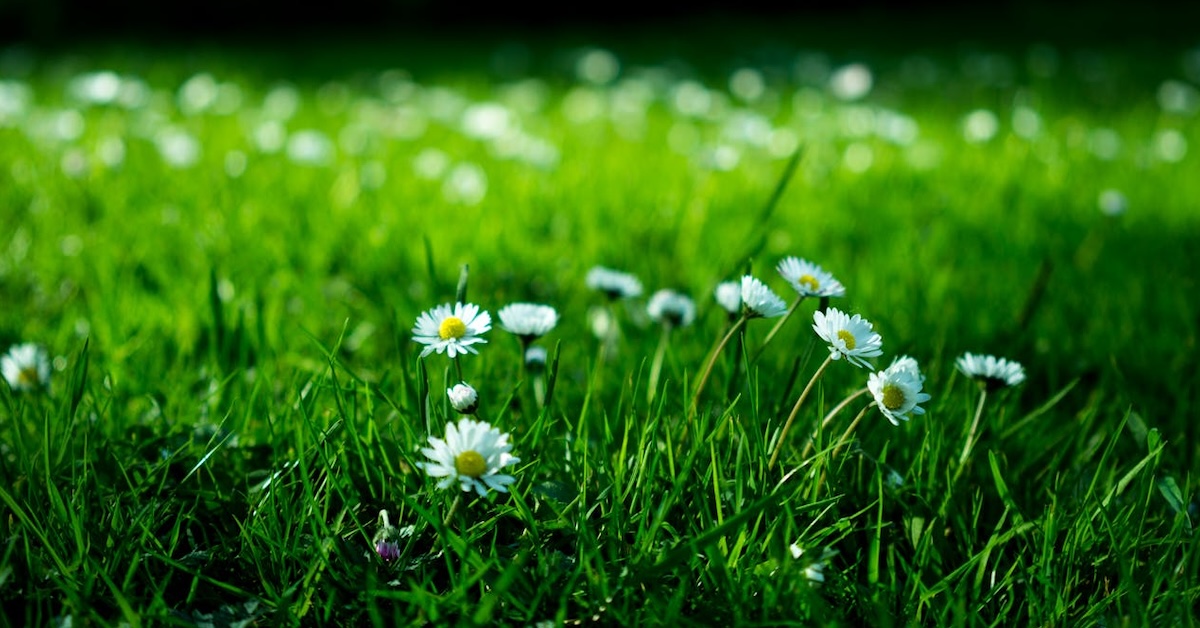 Vaincre les taches d'herbe sur les tissus en toute simplicité: le guide ultime